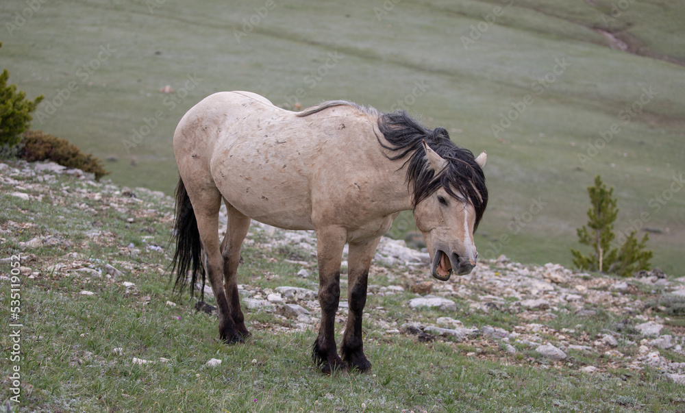 Fototapeta premium Buckskin stallion wild horse of spanish descent whinnying in the western Rocky Mountains of the United States