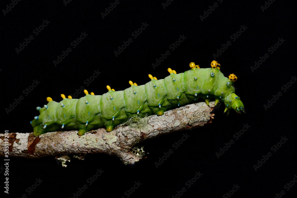 Fototapeta premium Cecropia moth caterpillar on a twig on a black background side view