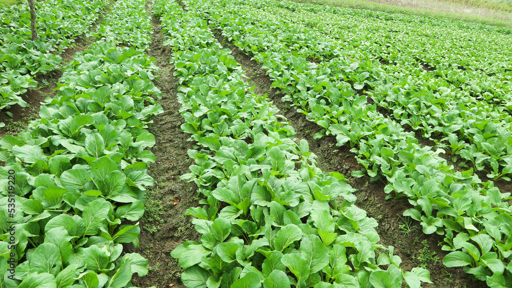 Caisim or Choy sum plants growing on a farm. Choy sum or green cabbage (also known as Cai Xin or Chinese flowering cabbage) is one of the popular leaf vegetables in Indonesia
