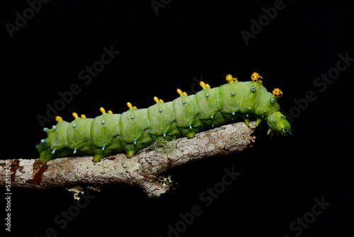 Cecropia moth caterpillar on a twig on a black background side view
