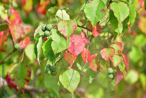 close up of red and green leaves of tallow tree fall background