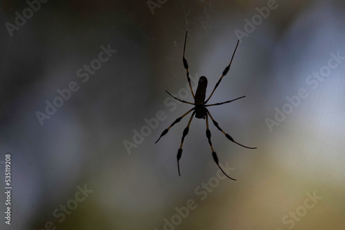Spider silhouette on a web on a bokeh background
