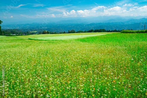 長野県下条村 そば畑の花が満開な風景 2022年撮影
