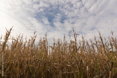 Cornstalks in a corn maze on an autumn afternoon on a farm