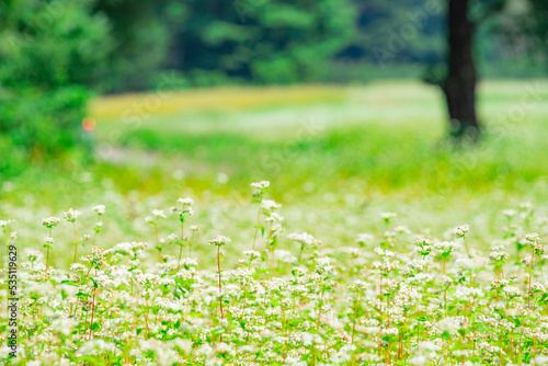 長野県下条村　そば畑の花が満開な風景　2022年撮影 © k