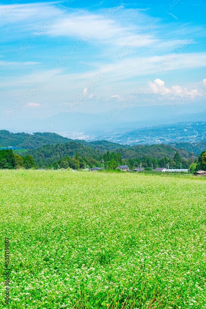 Fototapeta premium 長野県下条村 そば畑の花が満開な風景 2022年撮影