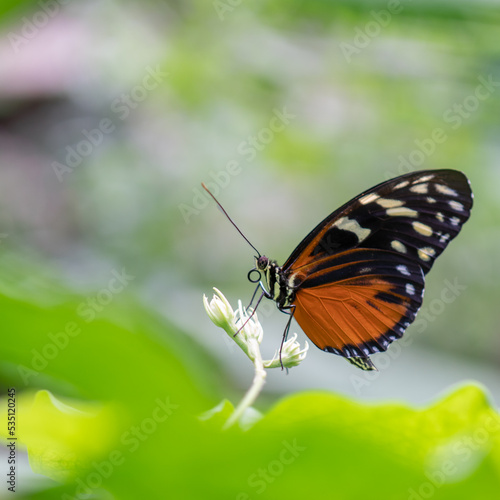 African Monarch Butterfly on a Leaf