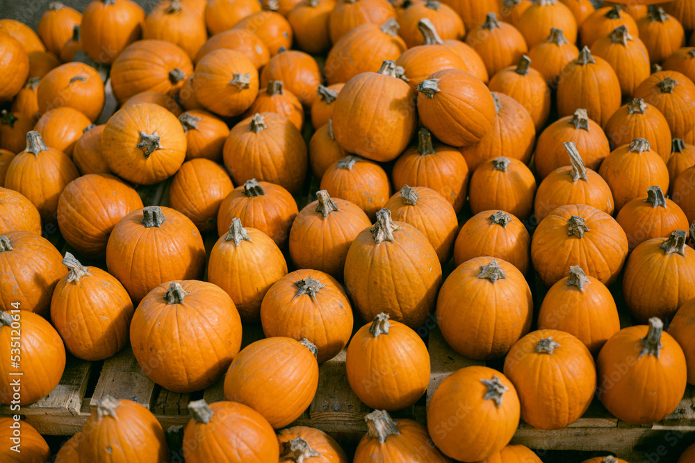 rows of small orange pumpkins rows of small orange pumpkins