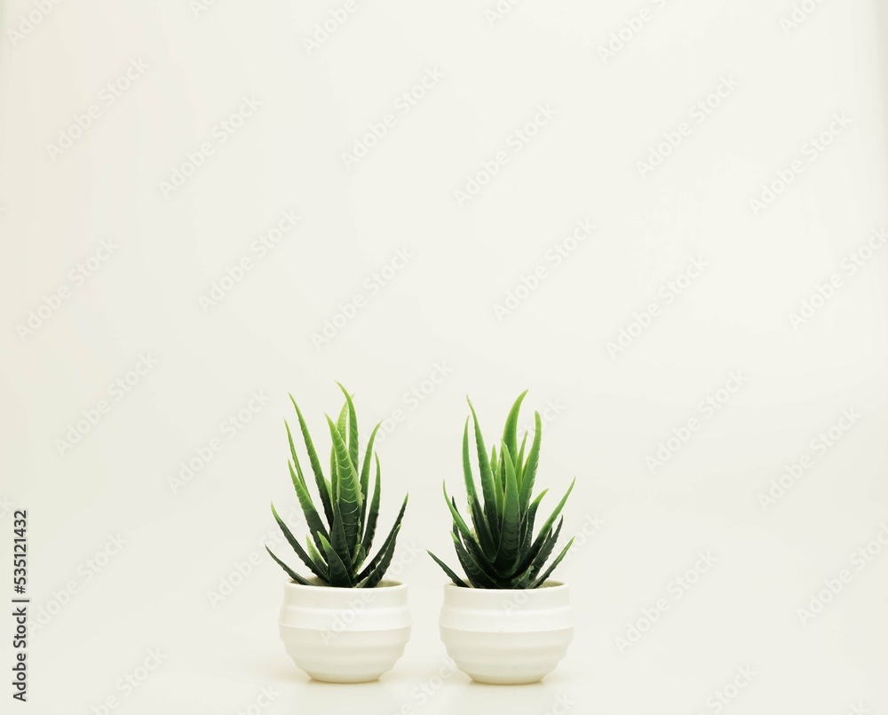Beautiful miniature indoor plants shot isolated against a white background. Beautiful miniature indoor plants shot isolated against a white background.