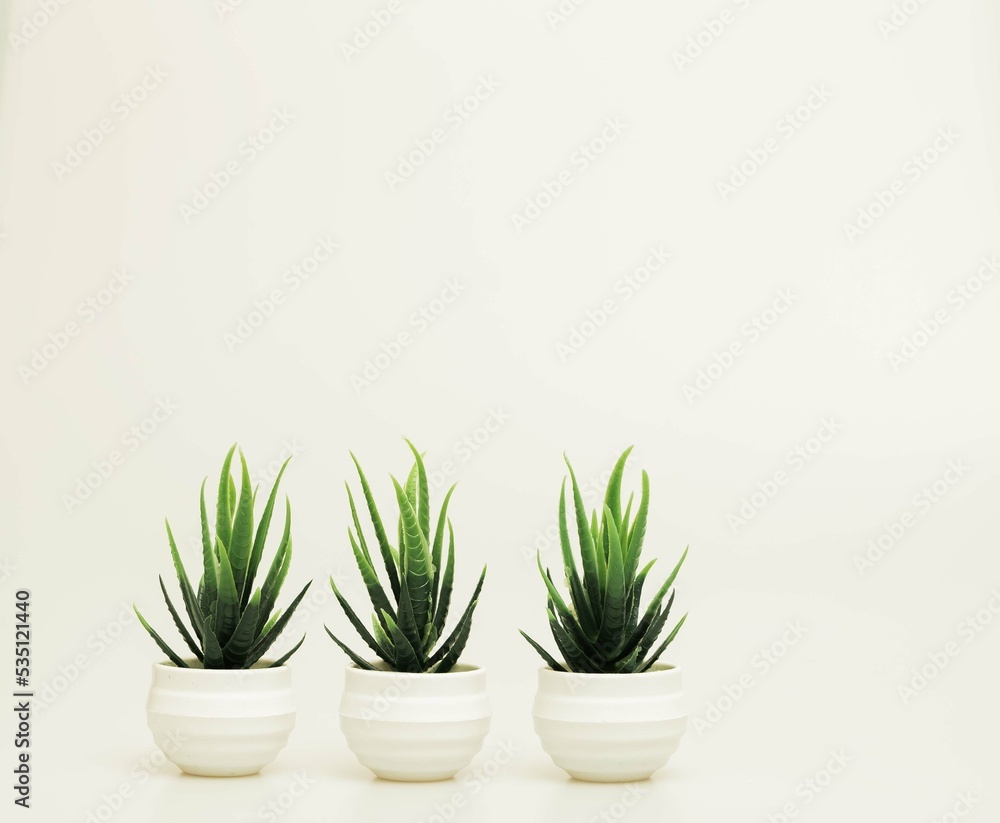Fototapeta premium Beautiful miniature indoor plants shot isolated against a white background. 