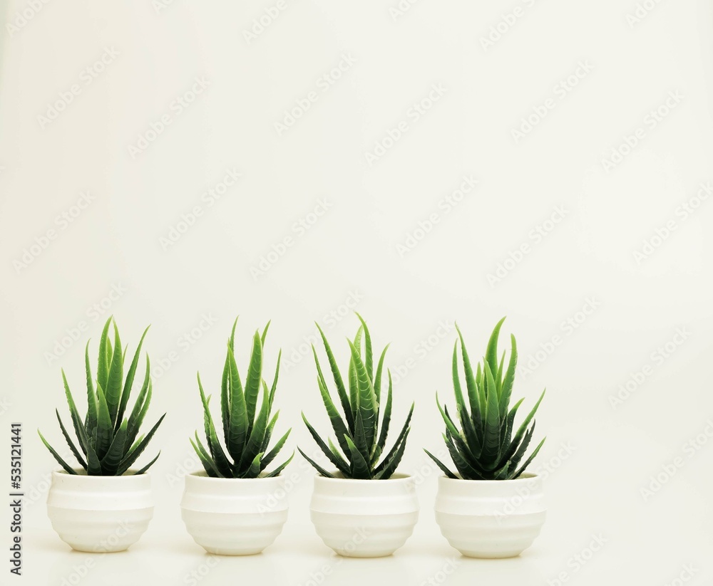 Fototapeta premium Beautiful miniature indoor plants shot isolated against a white background. 