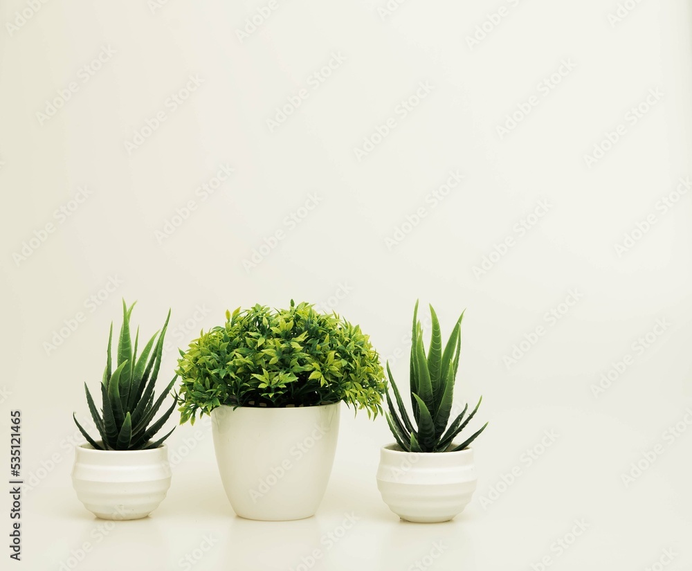 Beautiful miniature indoor plants shot isolated against a white background. Beautiful miniature indoor plants shot isolated against a white background.