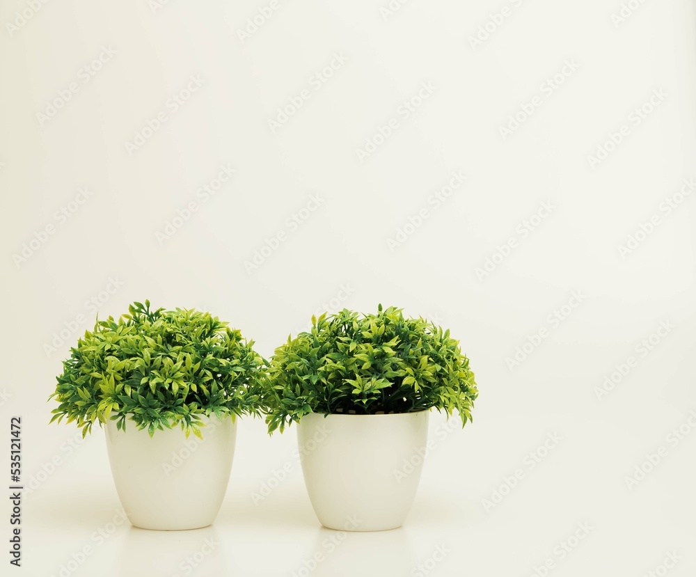 Beautiful miniature indoor plants shot isolated against a white background. Beautiful miniature indoor plants shot isolated against a white background.