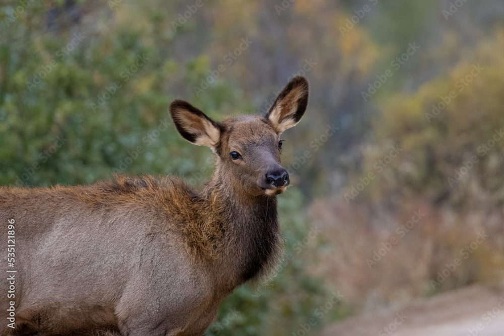 ELk Herd