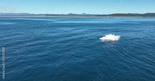 Humpback whale breaching in the water off Tweed Heads - note Mt Warning on the horizon
