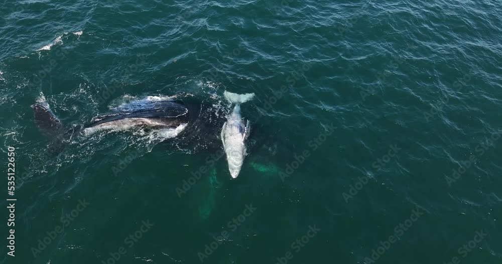Humpback mother and calf cuddling in shallow water during their annual migration along Australia's eastern coastline. View from above.