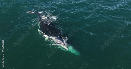 Humpback mother and calf cuddling in shallow water during their annual migration along Australia's eastern coastline. View from above.