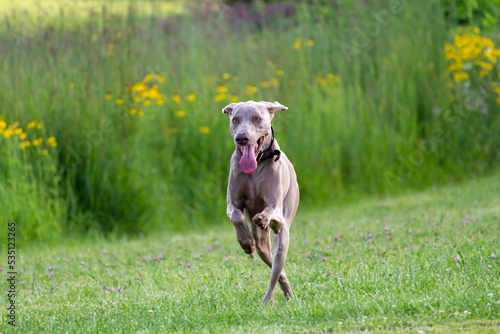 weimaraner
