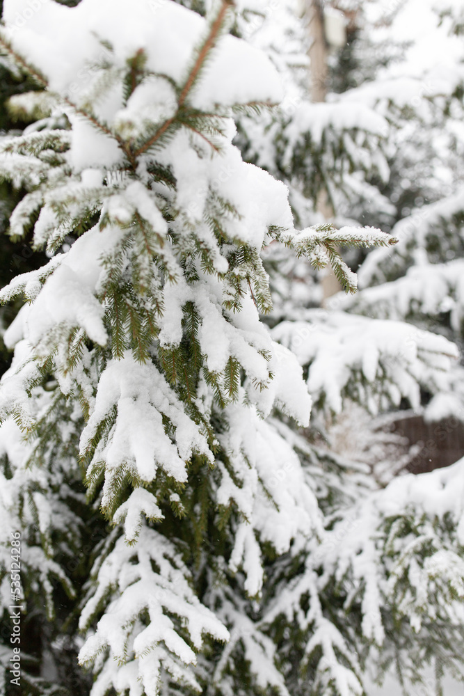 Branches of spruce under a layer of snow. Seasonal photos - winter. Vertical photo. Branches of spruce under a layer of snow. Seasonal photos - winter. Vertical photo.