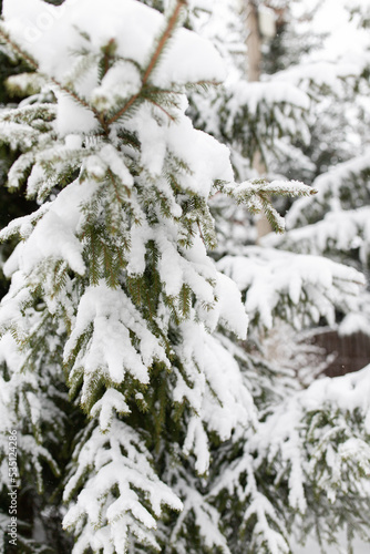 Branches of spruce under a layer of snow. Seasonal photos - winter. Vertical photo. © Anastasiia