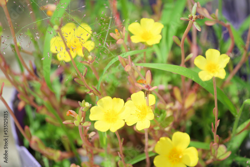 yellow flowers in the garden