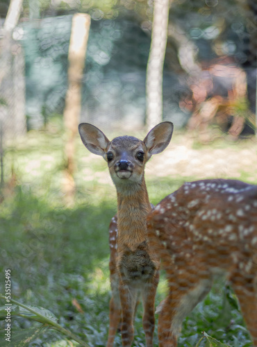 baby Costa Rican white tailed deer inside a wildlife conservation refuge in the process of being released and learning to walk and eat on their own