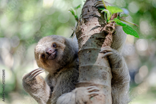 Costa Rican sloth hanging relaxed from a tree branch while playing, eating, yawning and trying to catch the camera with its claws photo