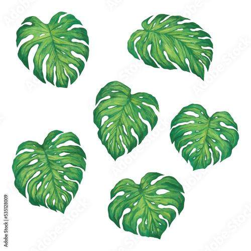Set of tropical monstera leaves