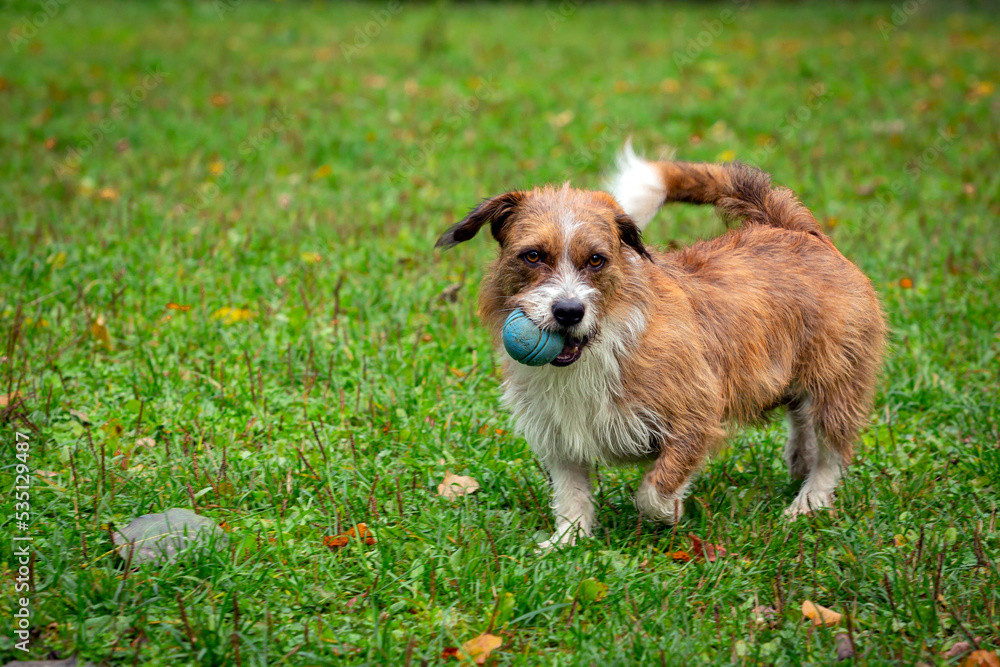 A dog of an unknown breed plays with a ball on the grass close-up.