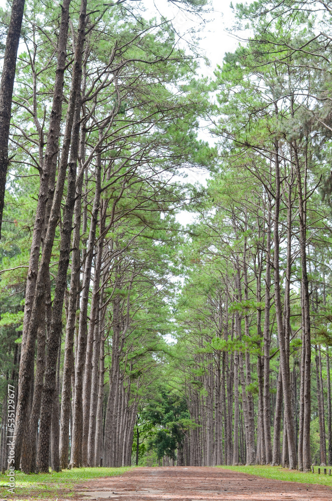 Obraz premium fresh ozone of natural pine forest in countryside at Bo Kaeo Silvicultural Research Station, Thailand