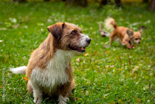 A dog of an unspecified breed plays on the grass close-up.