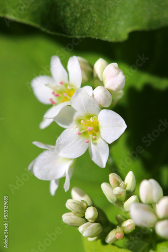 Small cute white flower head of Soba (buckwheat, Fagopyrum esculentum), close up macro photography.