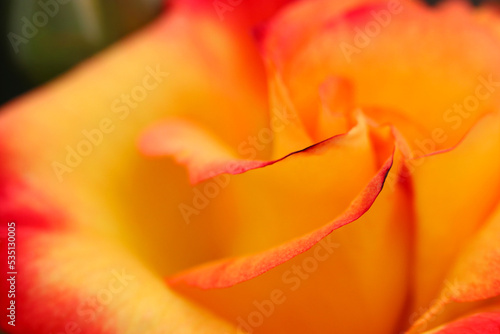 Fashionable red frilled apricot colored flowerhead  closeup macro texture photography.