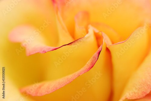 Fashionable red frilled apricot colored flowerhead, closeup macro texture photography.
