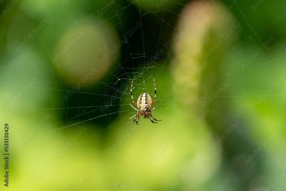 spider building spiderweb with green and beautiful bokeh, guadalajara, jalisco spider building spiderweb with green and beautiful bokeh, guadalajara, jalisco