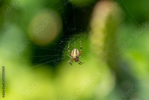 spider building spiderweb with green and beautiful bokeh, guadalajara, jalisco