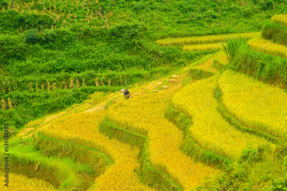 Aerial view of golden rice terraces at Mu cang chai town near Sapa city, north of Vietnam. Beautiful terraced rice field in harvest season in Yen Bai, Vietnam Aerial view of golden rice terraces at Mu cang chai town near Sapa city, north of Vietnam. Beautiful terraced rice field in harvest season in Yen Bai, Vietnam