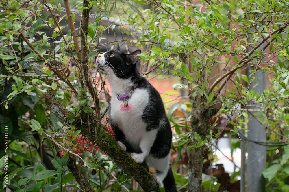 Little cat on a tree