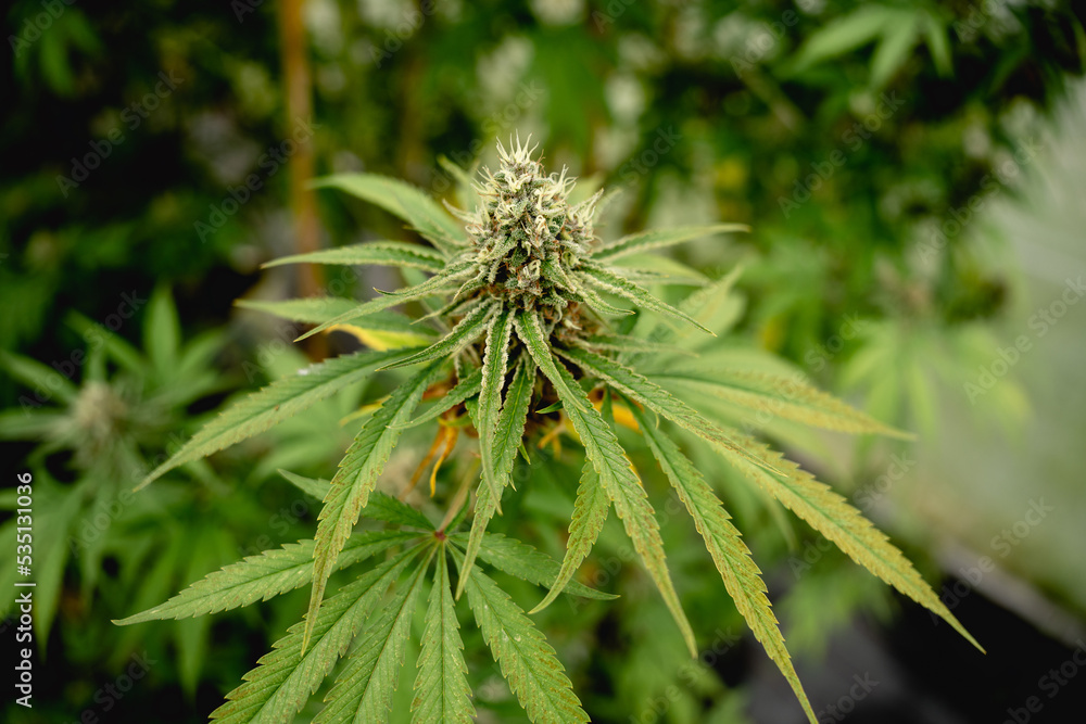 Close up photo of marijuana plants at indoor cannabis farm field. Hemp plants used for CBD and health Close up photo of marijuana plants at indoor cannabis farm field. Hemp plants used for CBD and health