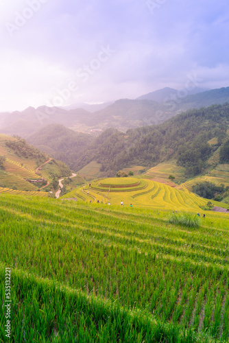 Aerial view of golden rice terraces at Mu cang chai town near Sapa city, north of Vietnam. Beautiful terraced rice field in harvest season in Yen Bai, Vietnam