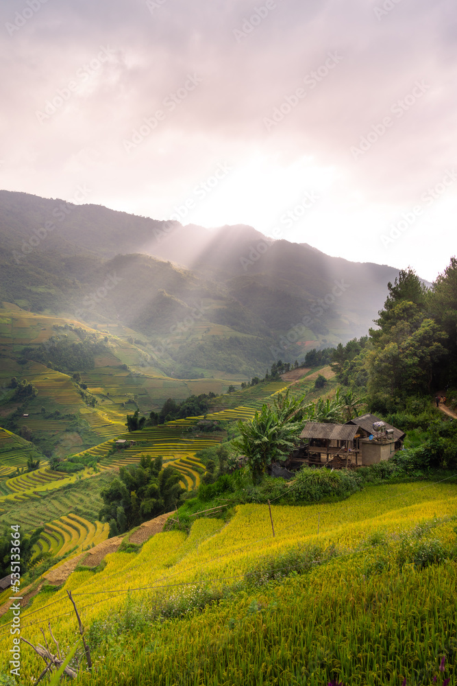 Aerial view of golden rice terraces at Mu cang chai town near Sapa city, north of Vietnam. Beautiful terraced rice field in harvest season in Yen Bai, Vietnam