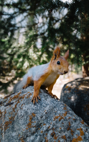 Portrait of Eurasian red squirrel  © kkolosov
