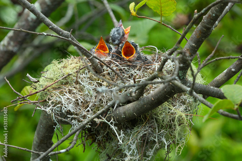 Three baby kingbirds in a nest with beaks wide open.