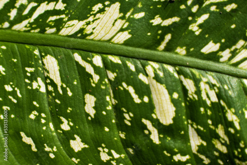 close up of leaf variegated background