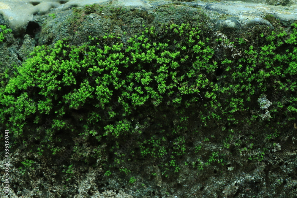 Dark and wet concrete wall with green moss background, Dark and wet concrete wall with green moss background,