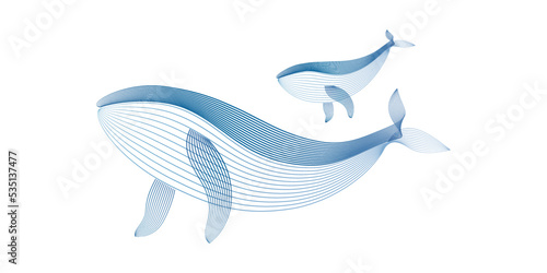 Vector illustration Humpback Whale parent and child by line art texture minimal style isolated on white background.