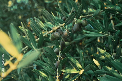 Olives on a branch, close-up, selective focus. Background idea for advertising oil or farm products © Ed