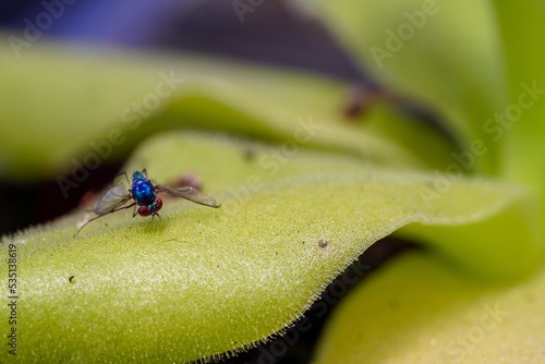 Mosquito caught by a butterwort (Pinguicula). Carnicorous butterwort Pinguicula Gigantea photo