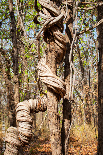 Strangler Vines wrapped around a tree in the forests of India