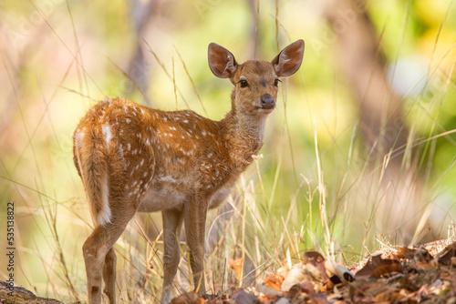 Young Spotted Deer grazing on the forest floor looking out for Tigers in Tadoba National Park, India
